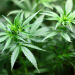 cbd cream