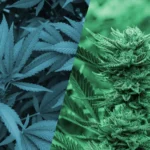 Unveiling the Benefits of Delta 8 Flower: What You Should Know