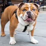 CBD Treats vs. CBD Oil for Dogs: Which is Better?