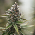 Discover the Therapeutic Benefits of BudPop THCA Flowers for Holistic Wellness