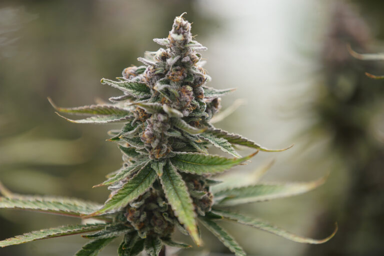 Discover the Therapeutic Benefits of BudPop THCA Flowers for Holistic Wellness